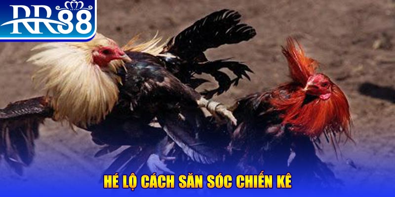 ee8801 gà chọi c1 tv trực tiếp hôm nay